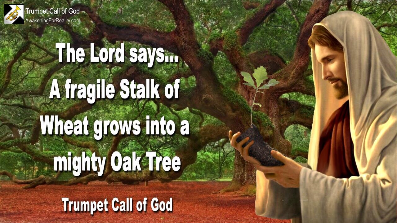 Dec 28, 2010 🎺 The Lord explains... A fragile Stalk of Wheat grows into a mighty Oak Tree