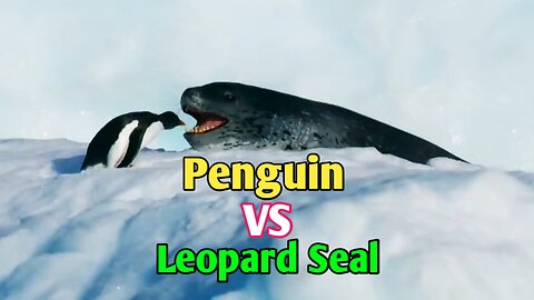 Penguin vs Leopard Seal | Wild Animal Fight |