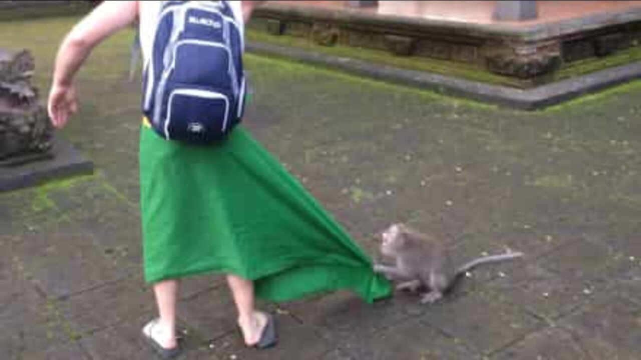Beskyddande apa biter turister!
