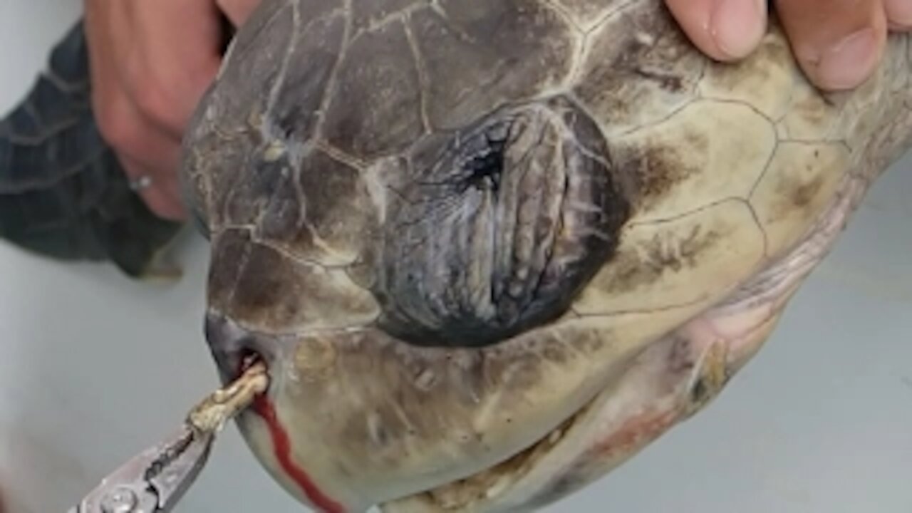 Sea Turtle with Straw up its Nostril - "NO" TO PLASTIC STRAWS Sea Turtles| Wild animals| Rumble.