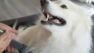 Cadela adora receber tratamento de aspirador