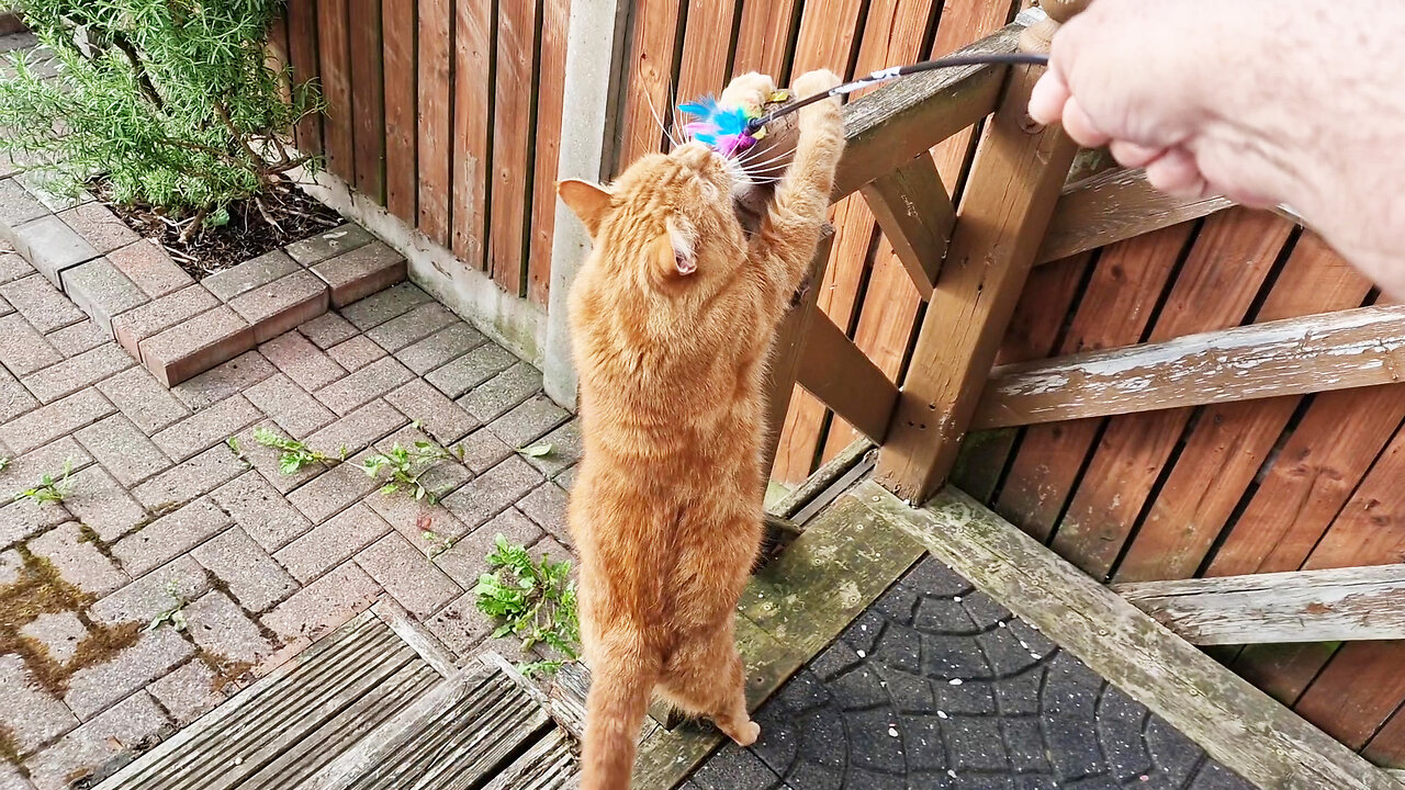 Kitten Elvis is always happy to play