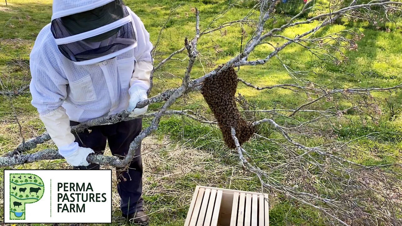 Capturing 6 Wild Bee Swarms!