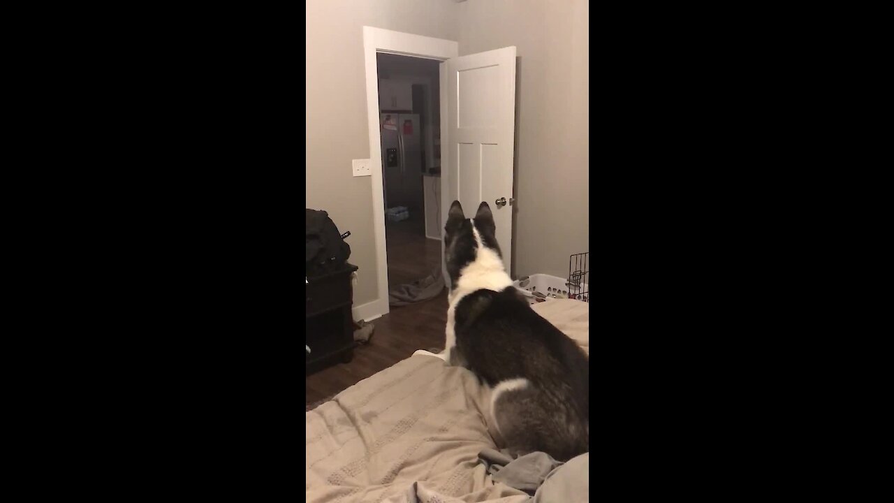 Confused Husky Shocked With Disappearing Prank