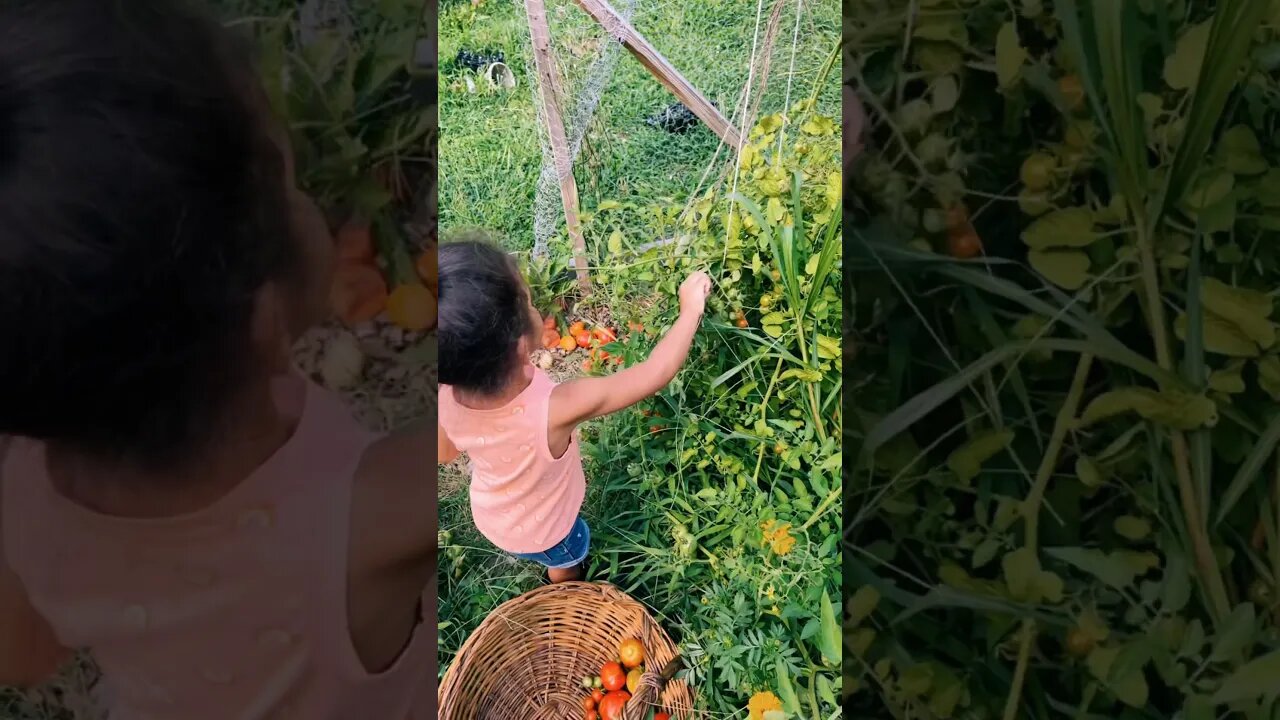 Tomato Garden #tomatoes #gardening #gardeningtips #homestead #freshfood #organic #foryou #fyp