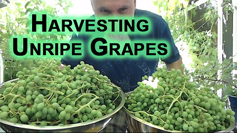Harvesting Unripe Grapes From Our Patio Garden, 2024 [ASMR]