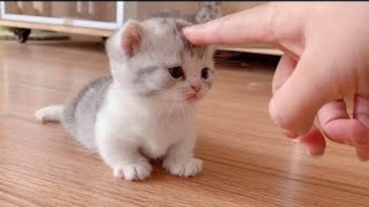 🐈🐈FUNNY CAT VIDEO🐈🐈 HAHAHAHAHAH🐱🐱 -PART-14 | 2021 | WOW🐱🐈🐱