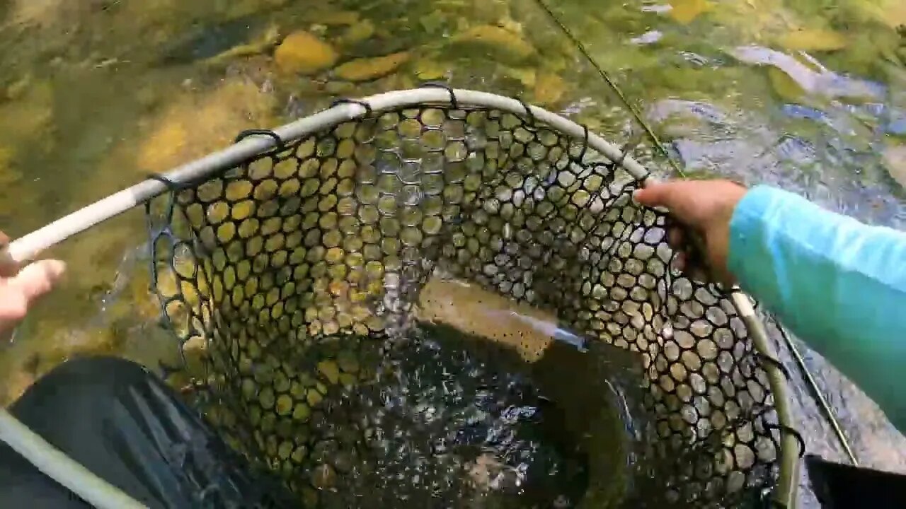 Catching GIANT Brown Trout in a Small Creek! -37