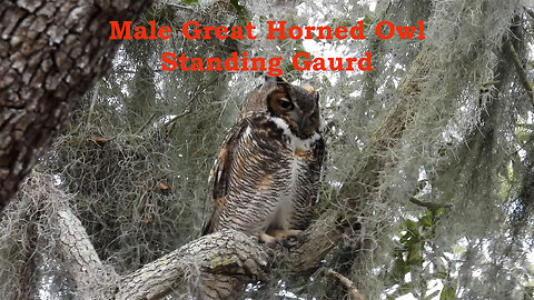 Male Owl Stands Guard Even in Nasty Weather