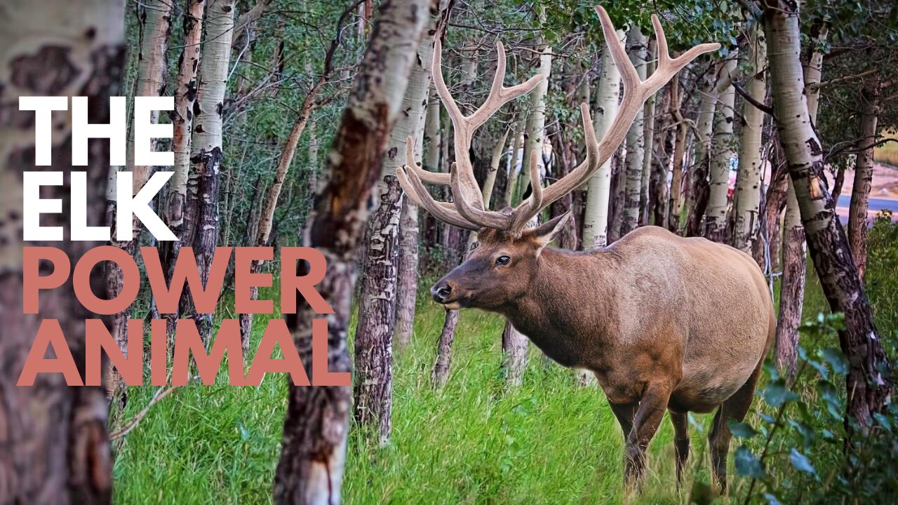 The Elk Power Animal