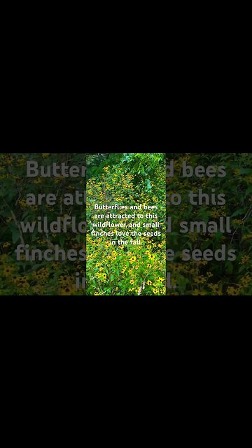 Brown-eyed Susan wildflowers #farmlife #wildflowers #thefarmhousemom