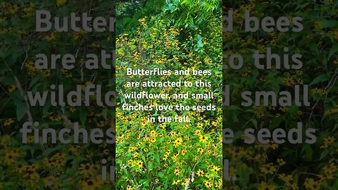 Brown-eyed Susan wildflowers #farmlife #wildflowers #thefarmhousemom