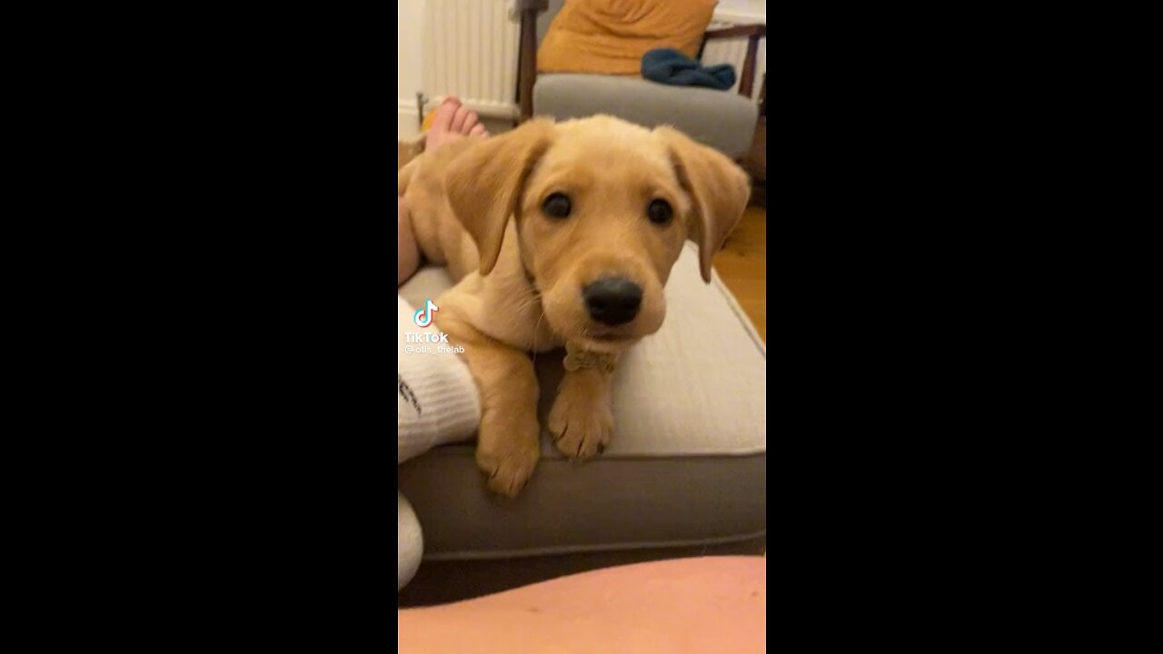 Cute dog barging non stop