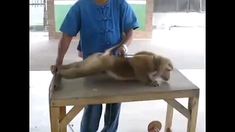 Exercise by Monkey