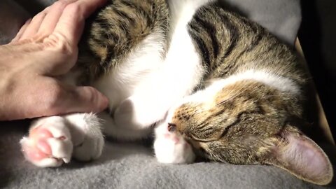 Adorable Purring Cat Hides His Little Nose