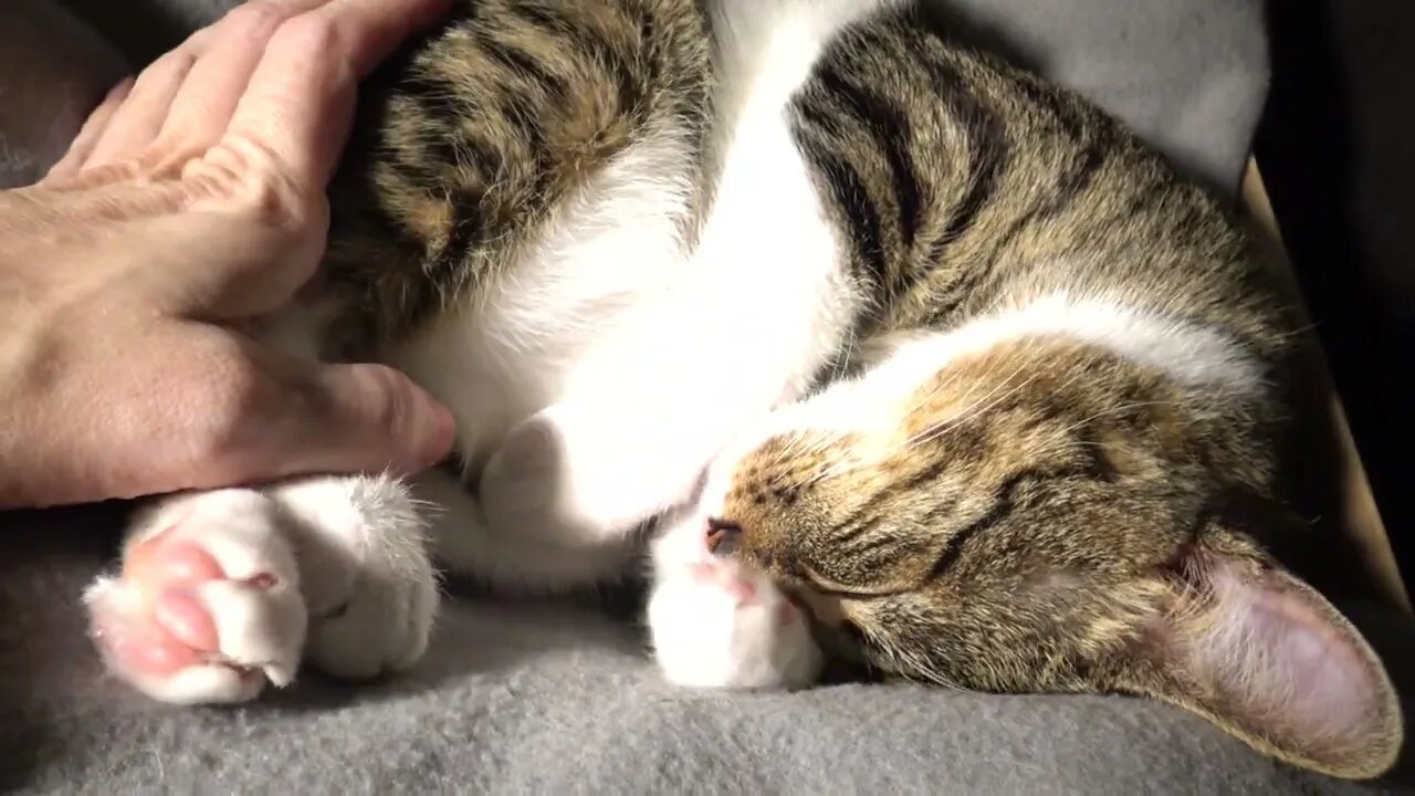 Adorable Purring Cat Hides His Little Nose