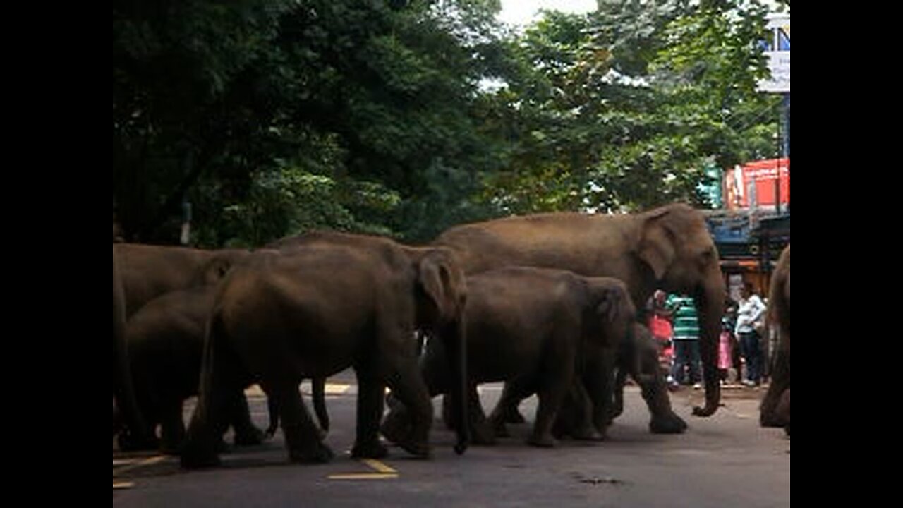 Elephant Orphanage