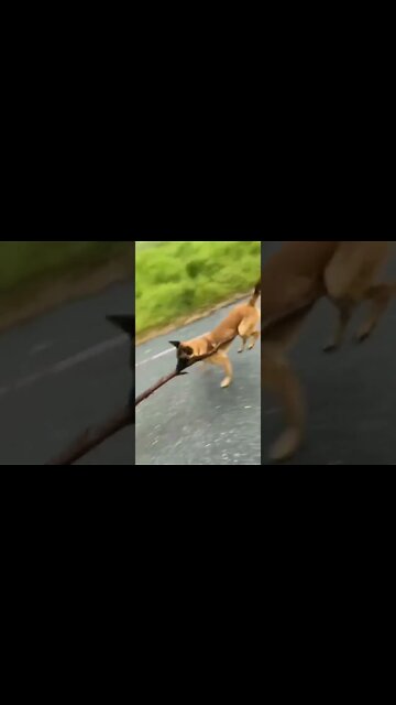 Witches broom for this Halloween, # short