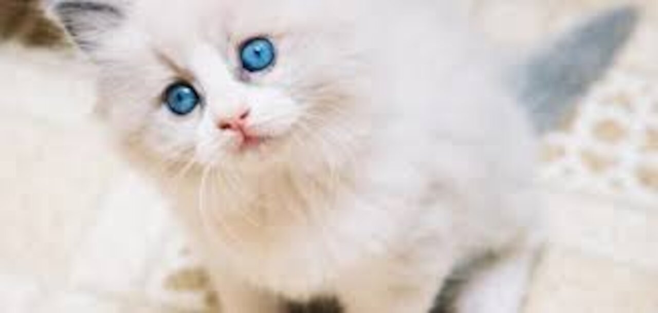A very cute cat
