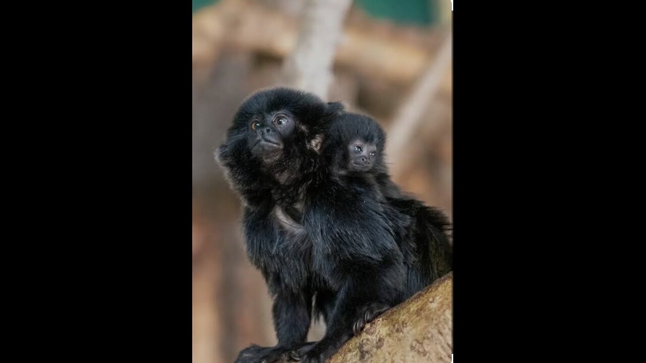 Monkeys,alligator and jagual