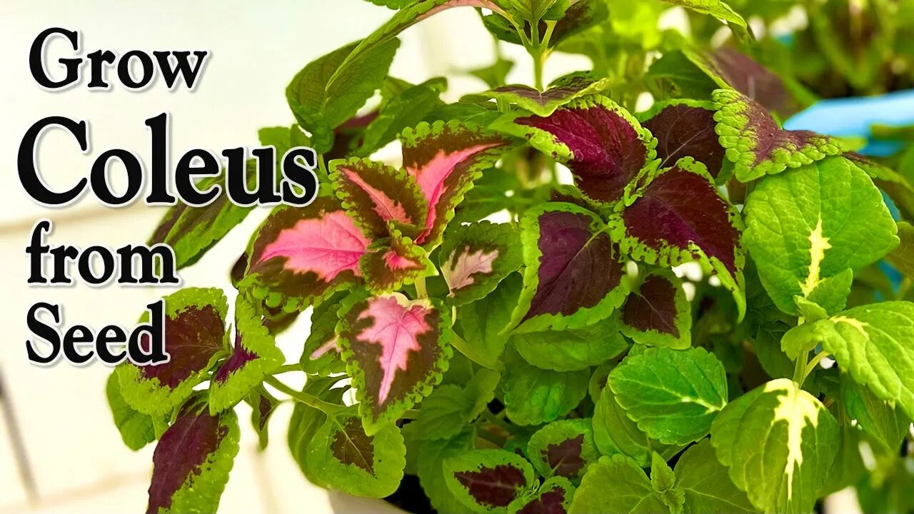 How to Grow Coleus from Seed | An Easy Planting Guide