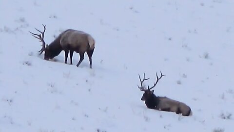 JUST TAKING IT EASY! WINTER RANGE BULLS!