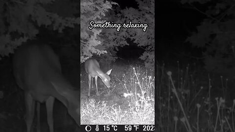 Relaxing deer wandering