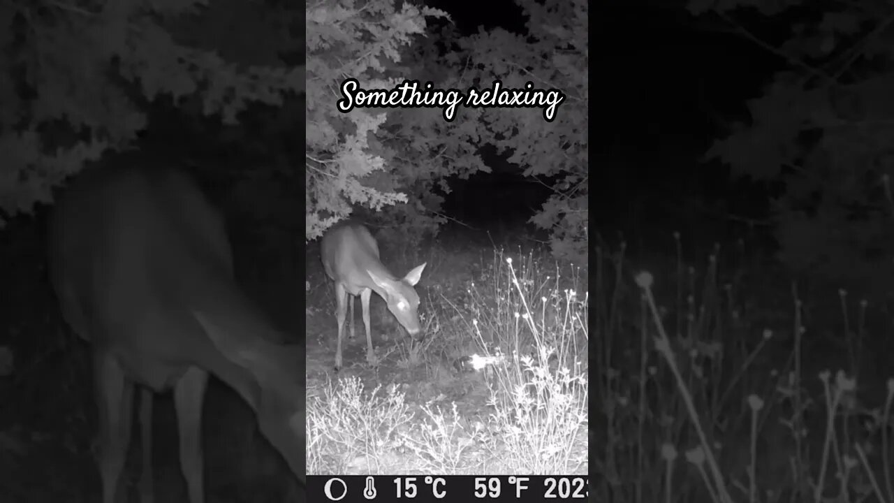 Relaxing deer wandering