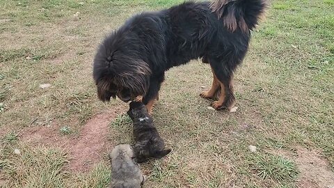 Tibetan Mastiff & Noble Bears. Caucasian Ovcharka, Tibetan Mastiff & Akita
