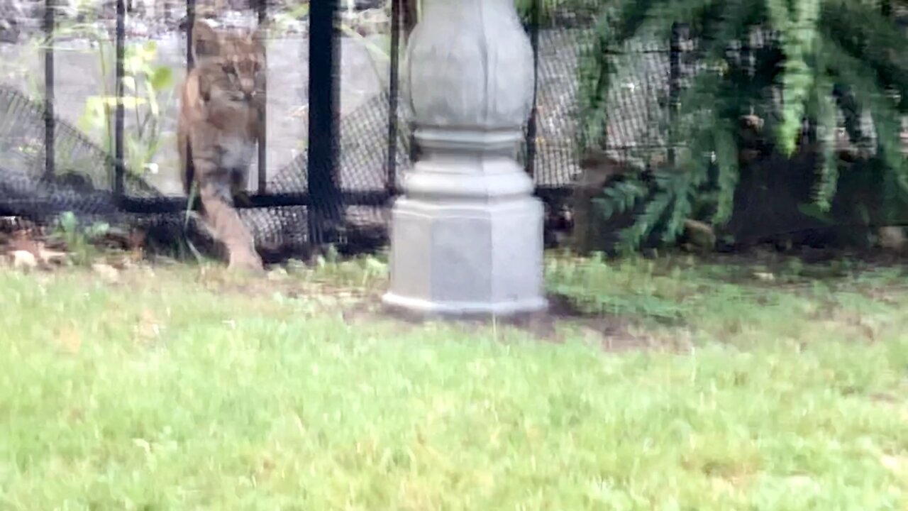 Bobcat and squirrel stand-off