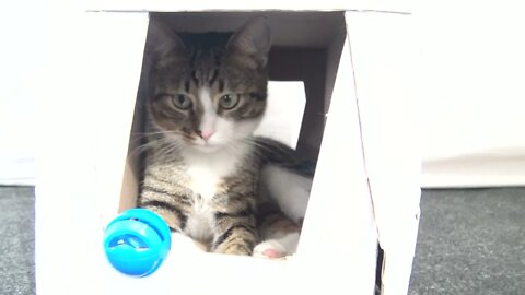 Spying Kitten in the Shower of His Little House