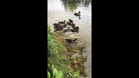 Ducks on a pond