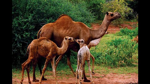 lion vs camel