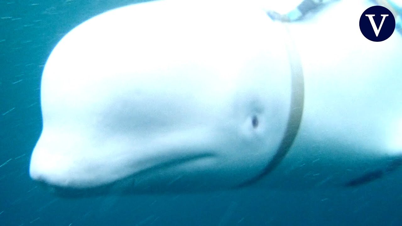 Muere la beluga Hvaldimir, una supuesta espía rusa