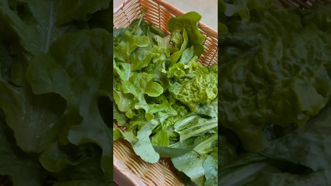 TODAYāS HARVESTš„¬ #lettuce #harvesting #harvest #gardening #homestead #farmtotable #fy #fyp #healthy