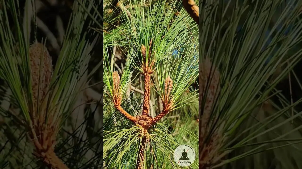 Tranquil Pine Needle Dance 🌲 Relaxing Nature Shorts