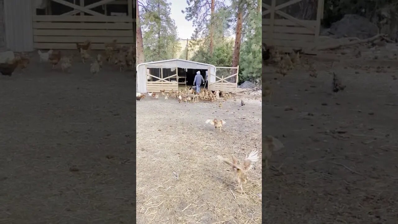 #chickens #shorts