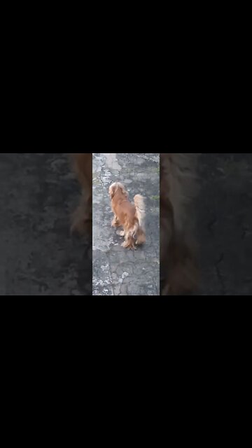 #dogshow, #amimals, #dogs, #shorts