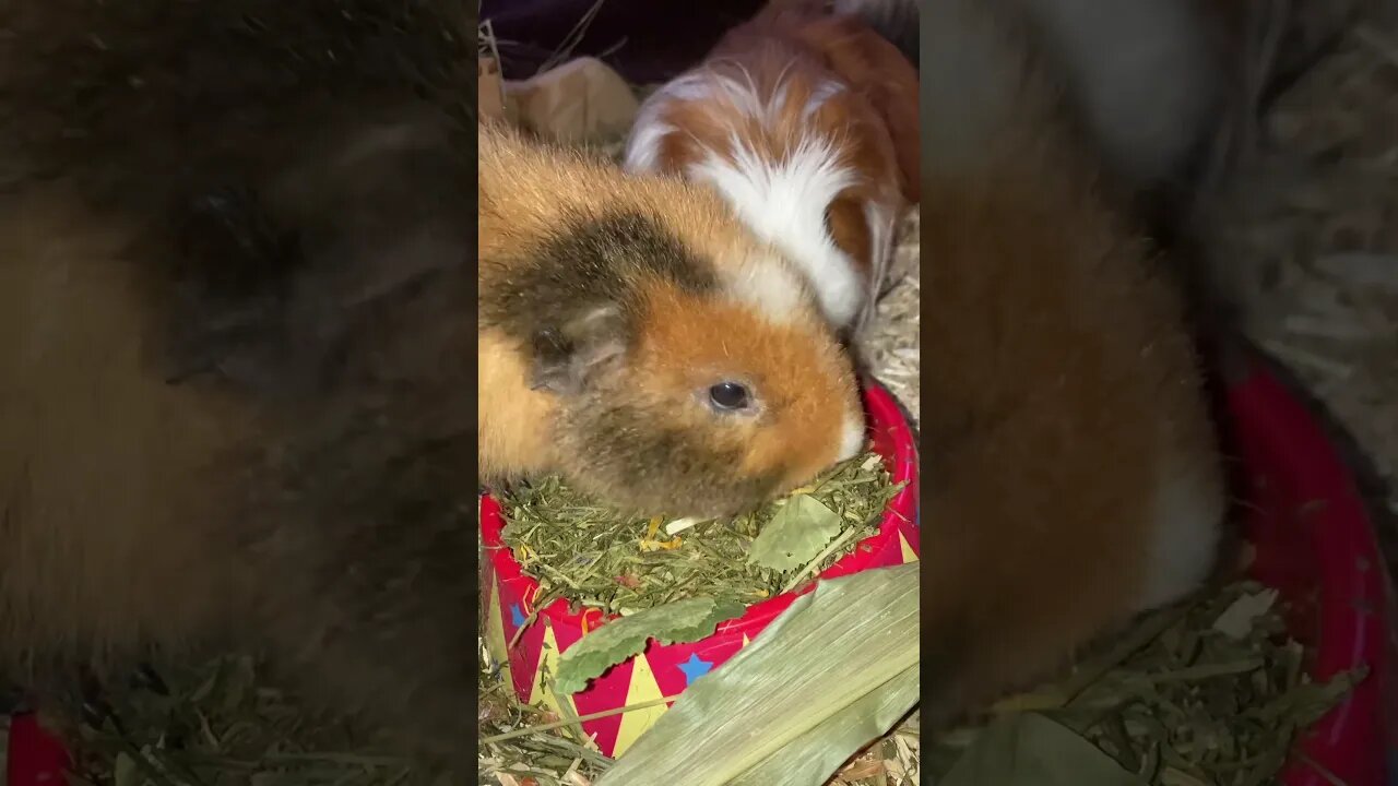 Guinea pigs fighting