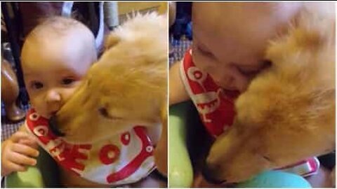 Puppy cleans up baby after food