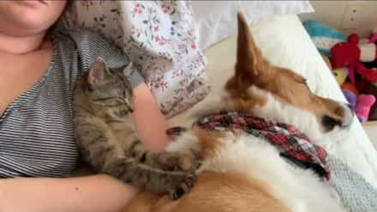 Gatinho faz massagem relaxante a corgi