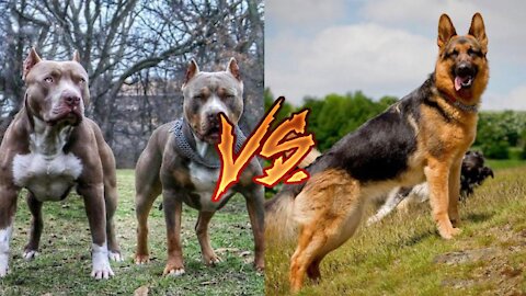 German Shepherd Attacks Pitbull