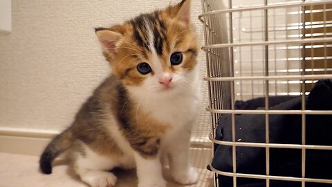 Kitten Nico begs his owner to put in the basket