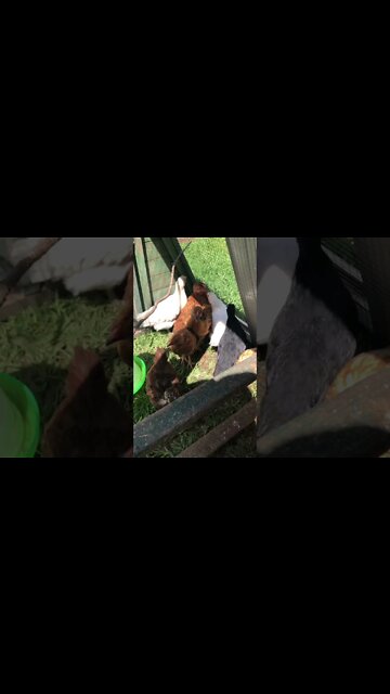 A visit with baby chickens