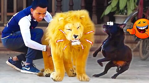 Big Fake Lion vs Prank Dog Sleeping Unstoppable Laughing