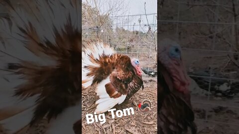 Big Tom's Morning Routine #animals