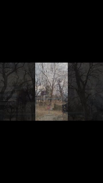 T I M B E R!!! Taking down a Cottonwood...