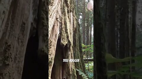 I had to hug this 850 year old tree. #treehugger #nature #shorts