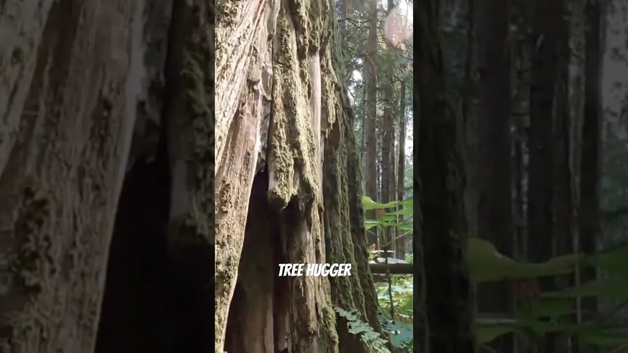 I had to hug this 850 year old tree. #treehugger #nature #shorts