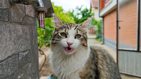 Kittens Drinking Water From The Tap For The First Time